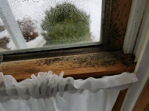 AH. Open air mold test. can anyone identify? (pic) - Indoor Air Quality  (I.A.Q.) and Mold Forum - The Inspector's Journal