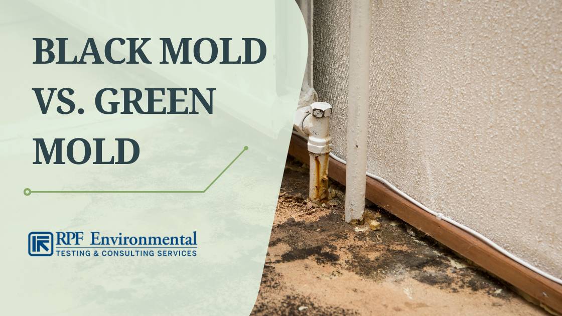 Black Mold vs. Green Mold: Does Mold Color Really Matter?