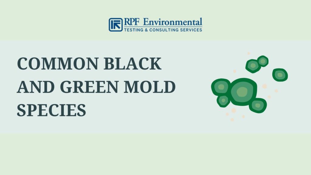 Common Black and Green Mold Species