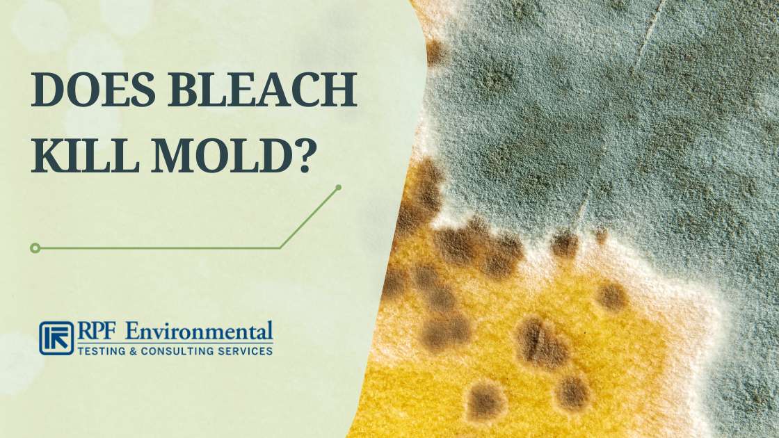 Proper Mold Remediation: Does Bleach Kill Mold? Should You Use It?