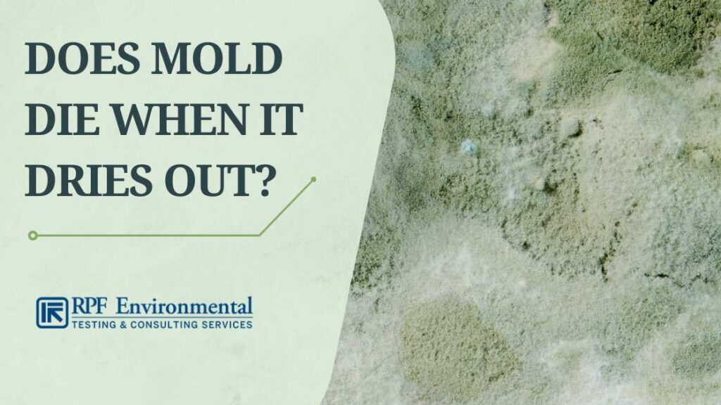 Facts About Mold: Does Mold Die When It Dries Out?