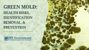 Green Mold: Identification, Dangers, Removal, & Prevention