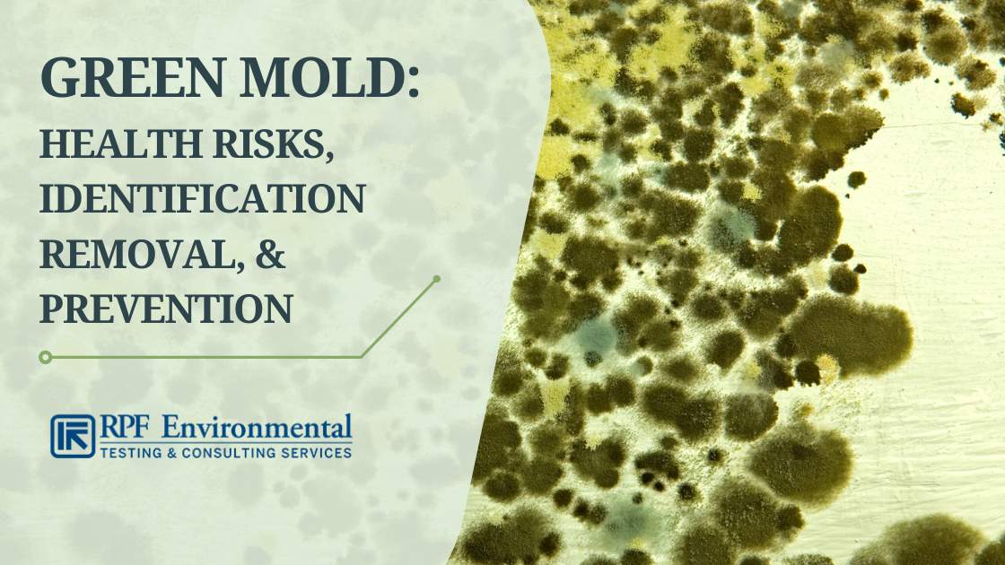 What Are the Five Types of Mold Found in Buildings