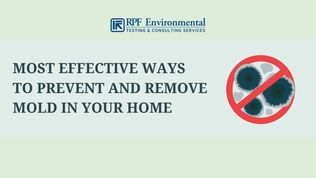 Most Effective Ways to Prevent and Remove Mold in Your Home