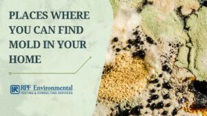 17 Top Places Where Mold is Found in Your Home