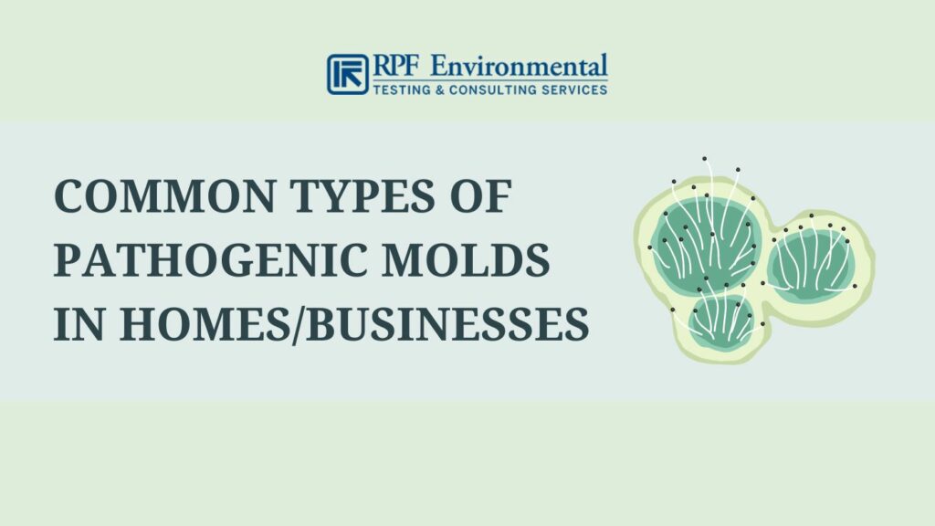 Common types of pathogenic molds in homes and businesses