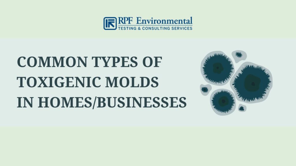 The 3 Most Likely Types of Mold to find in Your Home