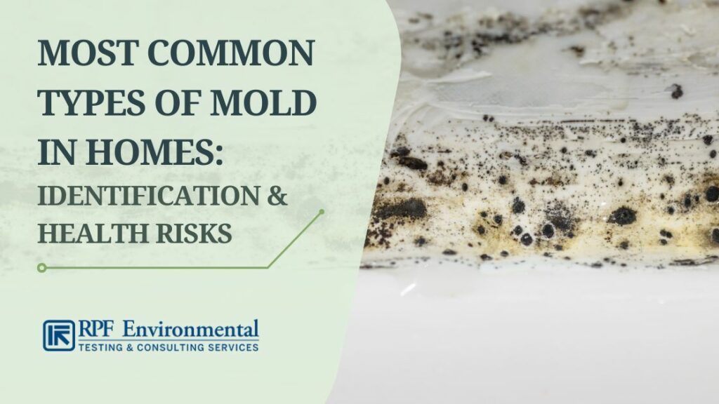 20 Most Common Types of Mold in Homes: Identification & Health Complications