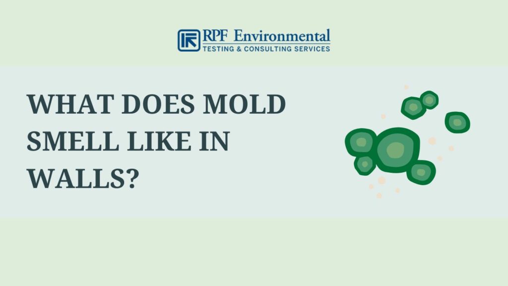 What Does Mold Smell Like in Walls?