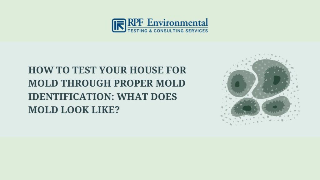 Mold Testing & Detection: How to Test for Mold in Your Home