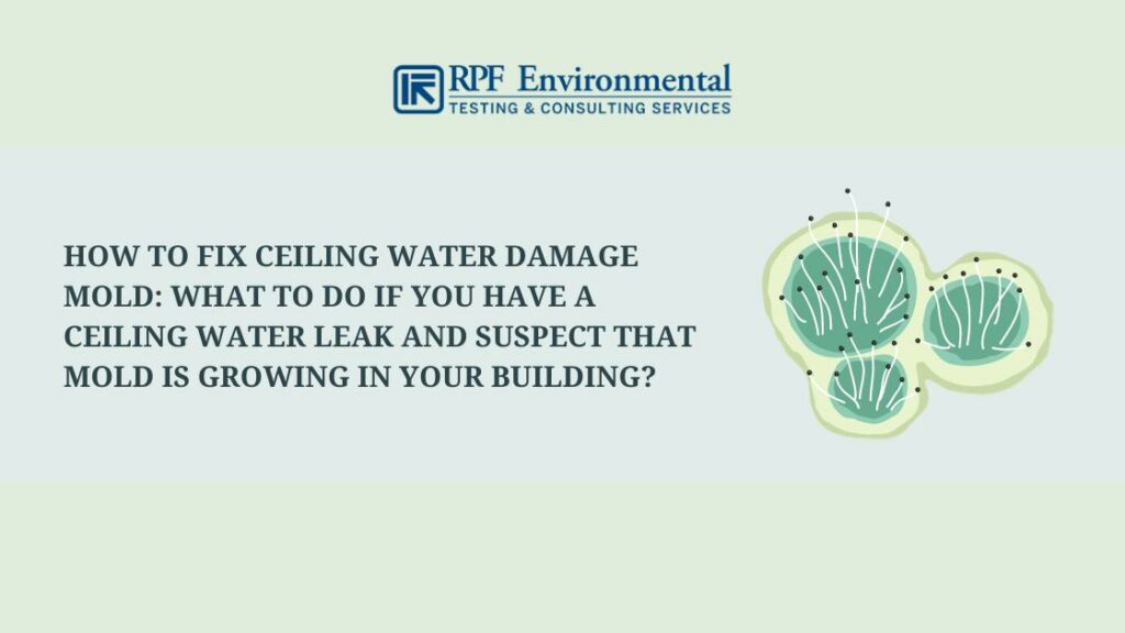 How to Fix Ceiling Water Damage Mold: What to Do if You Have a Ceiling Water Leak and Suspect That Mold Is Growing in Your Building?