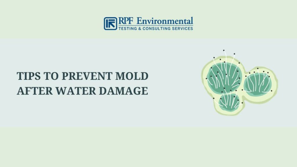 Tips to Prevent Mold After Water Damage