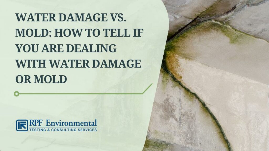 Water Damage vs. Mold: How to Tell if You Are Dealing With Water Damage or Mold